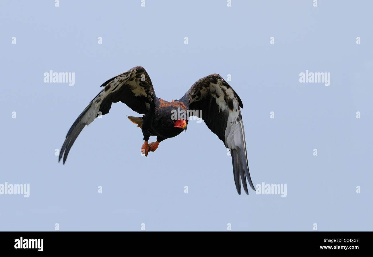 Bateleur flying hi-res stock photography and images - Alamy