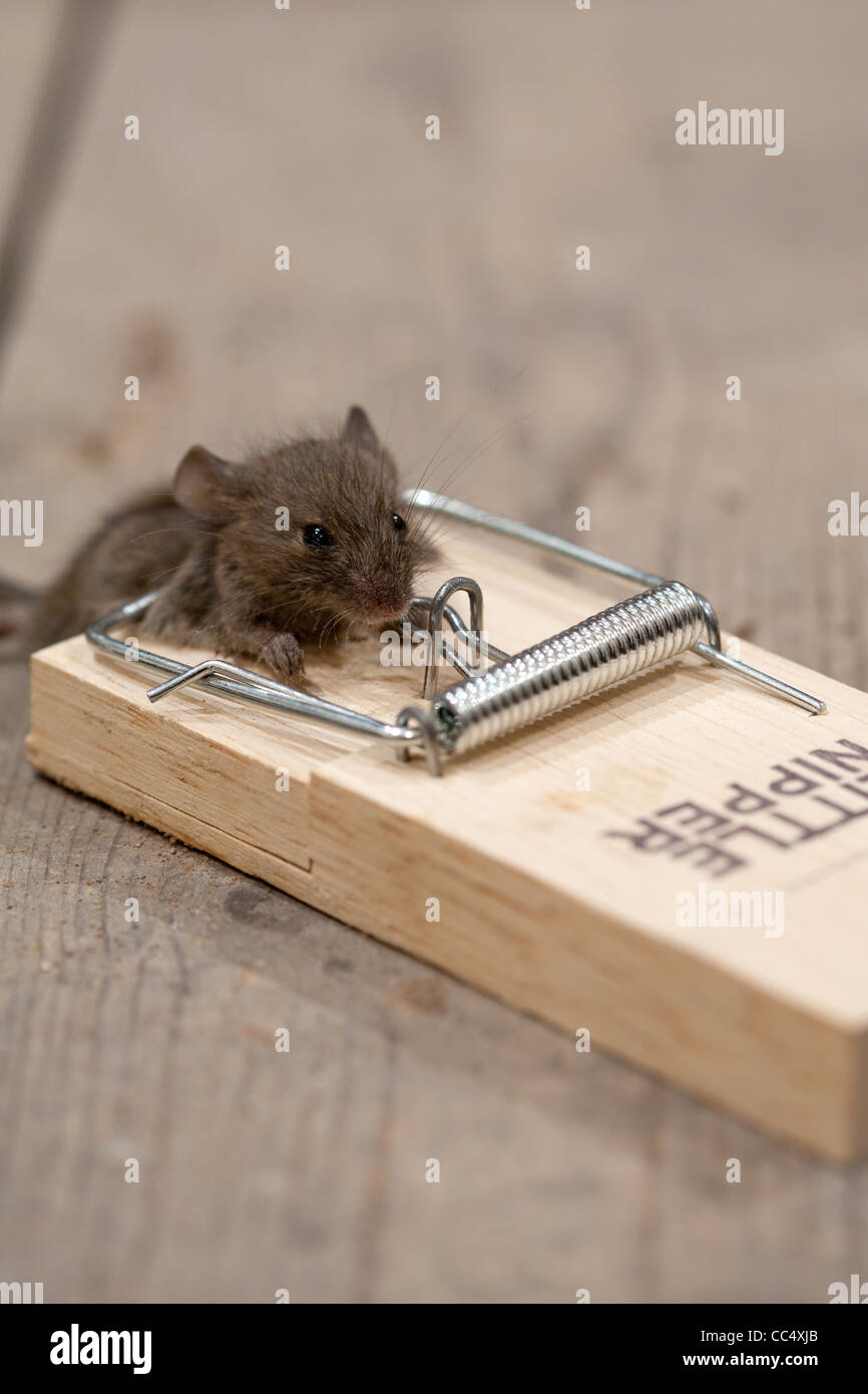 https://c8.alamy.com/comp/CC4XJB/dead-mouse-in-mouse-trap-on-floorboards-CC4XJB.jpg