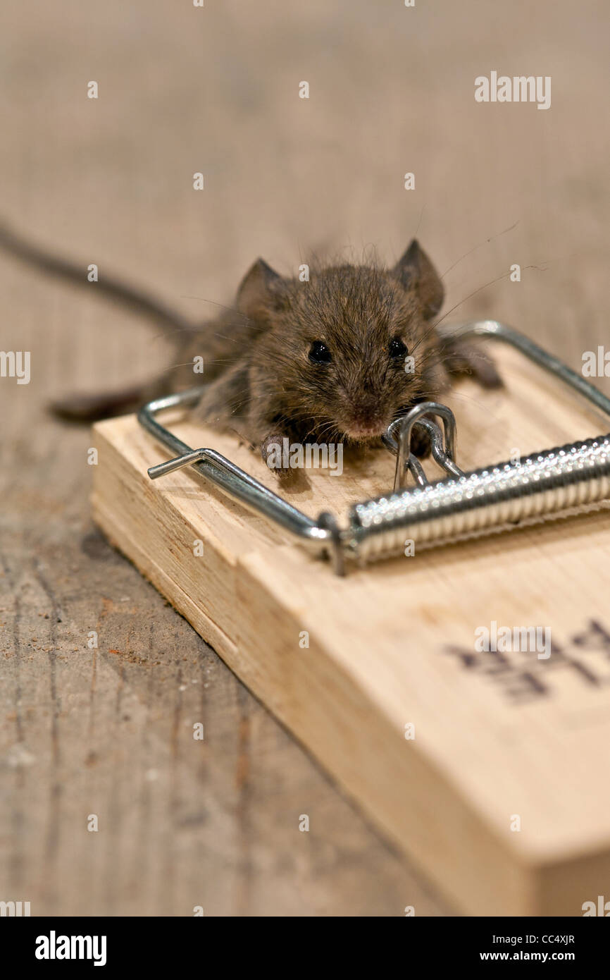 Dead mouse in mouse trap on floorboards Stock Photo