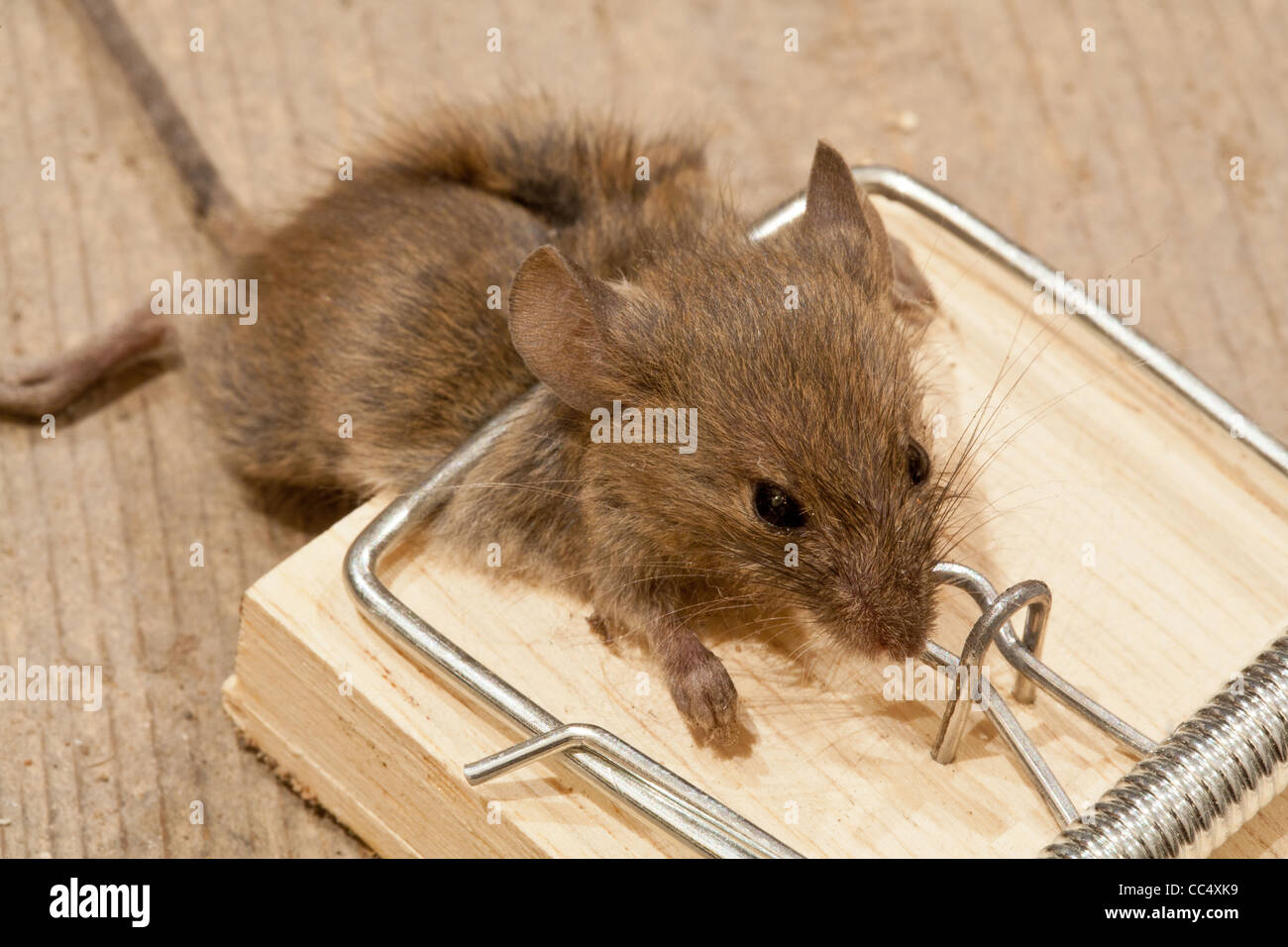 Dead mouse in mouse trap on floorboards Stock Photo