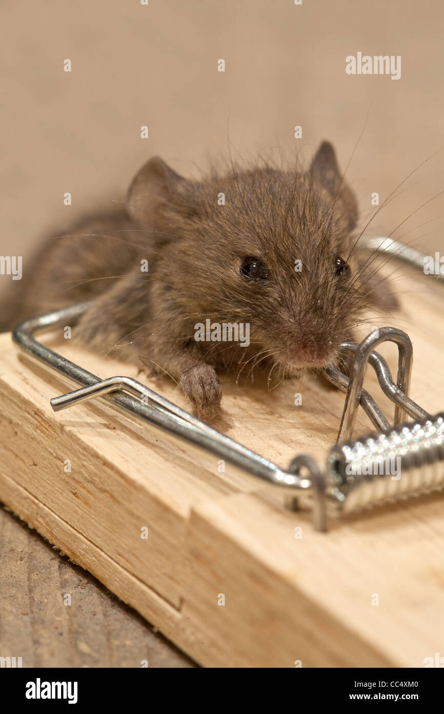 Dead mouse in mouse trap on floorboards Stock Photo