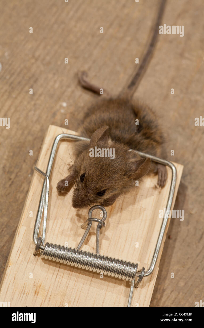 Dead mouse in mouse trap on floorboards Stock Photo Alamy