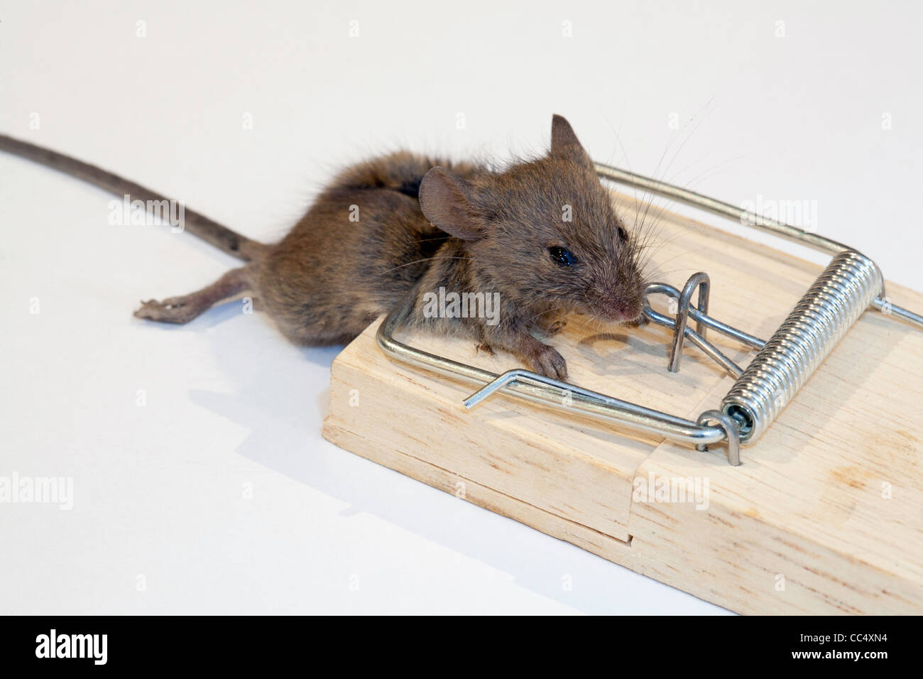 Mouse caught in mousetrap on white background Stock Photo
