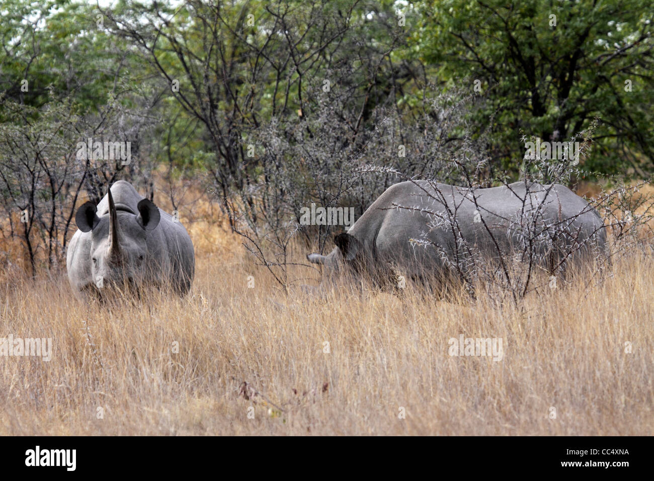 Black rhinos in bush in Namibia Stock Photo