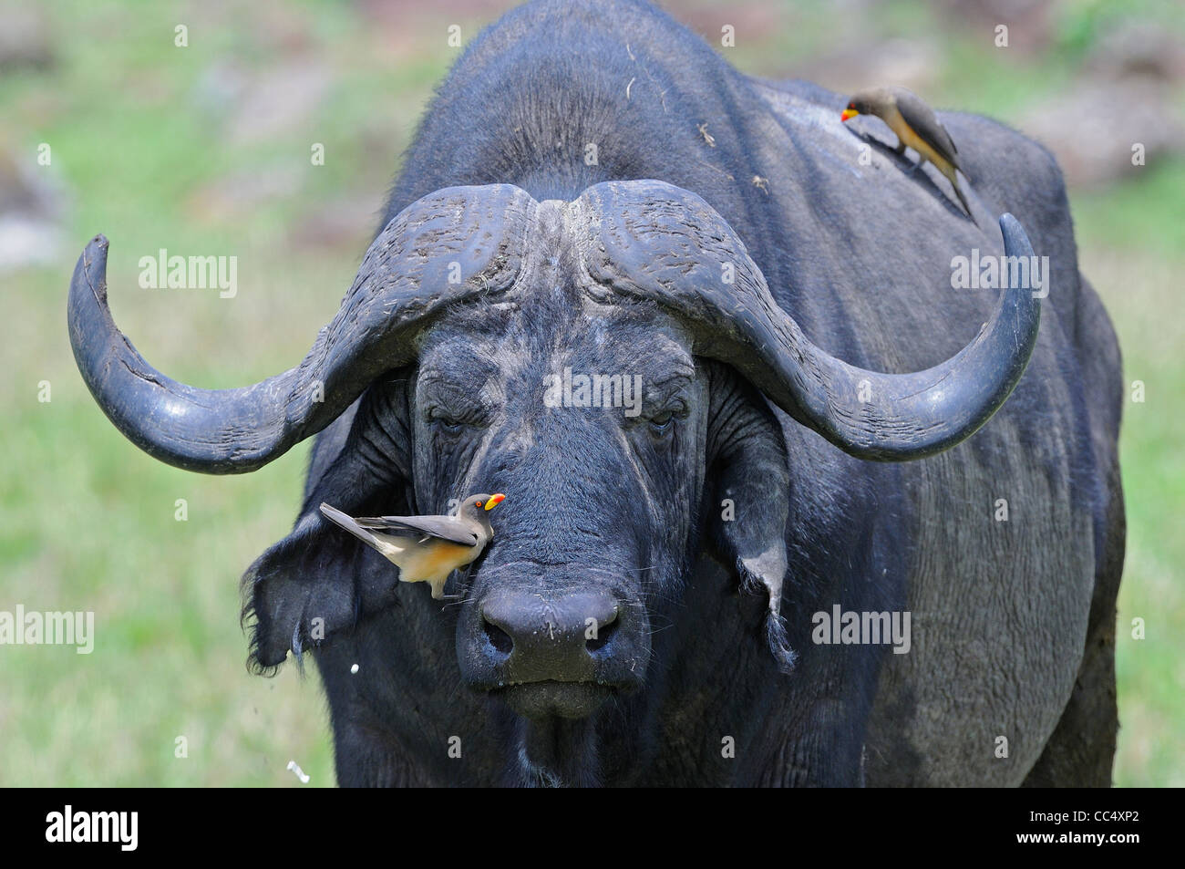African Buffalo (Syncerus caffer) with red-billed oxpecker on nose and back, Masai Mara, Kenya Stock Photo