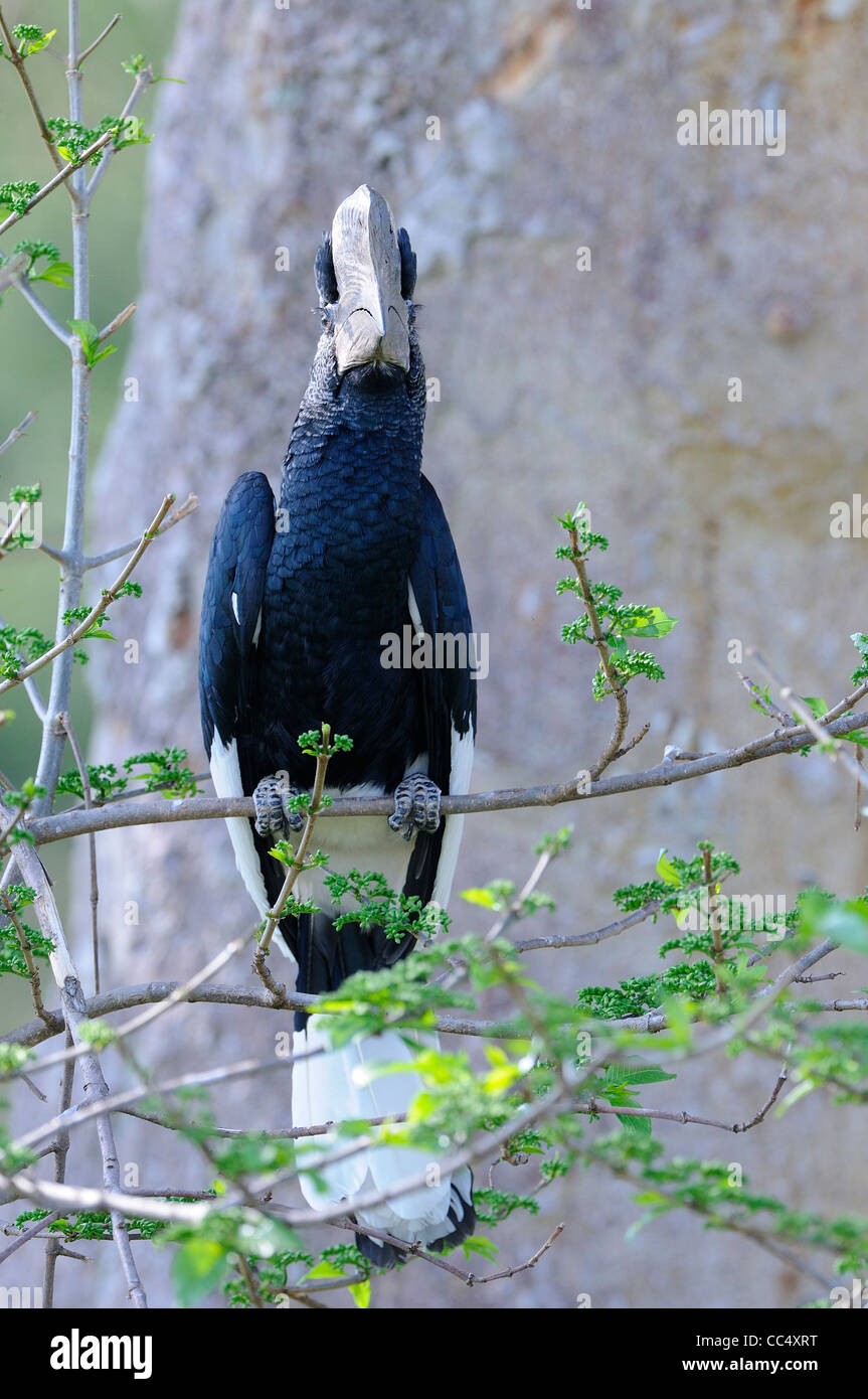 Black and White Casqued Hornbill (Bycanistes subcylindricus) male perched on branch, Masai Mara, Kenya Stock Photo