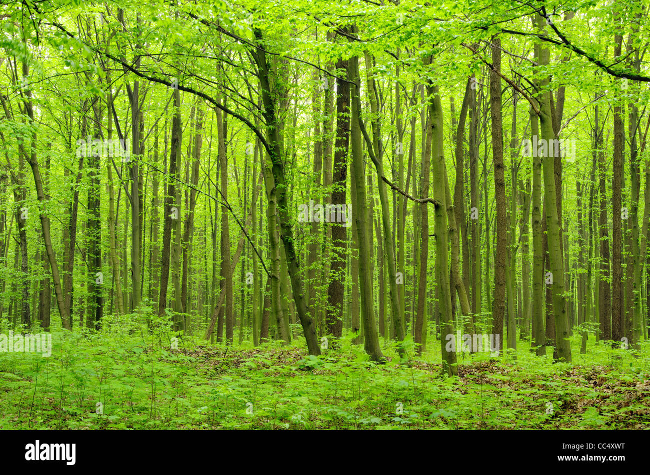 Day in forest hi-res stock photography and images - Alamy