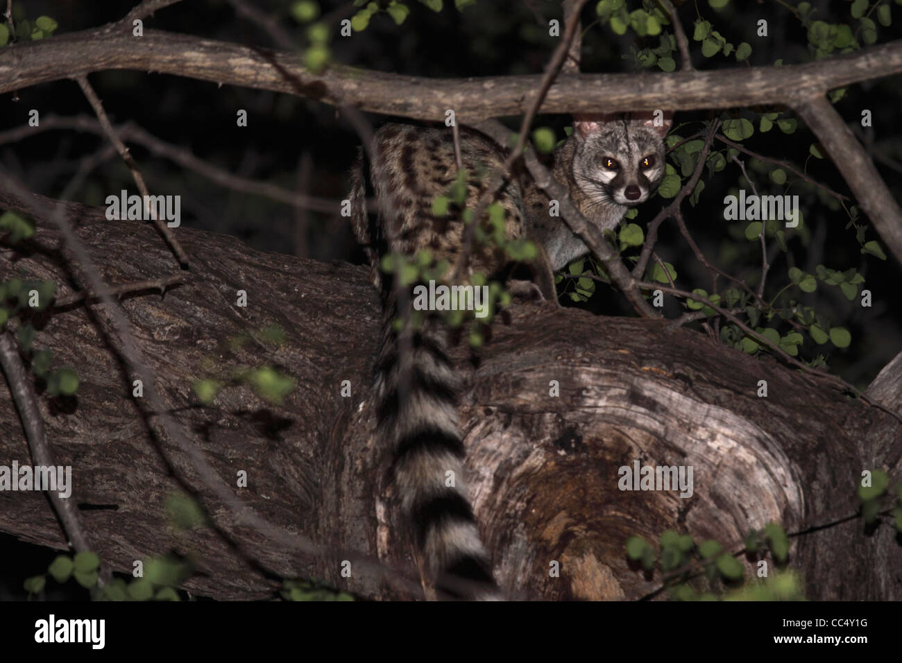 South African large spotted in tree canopy Stock Photo Alamy