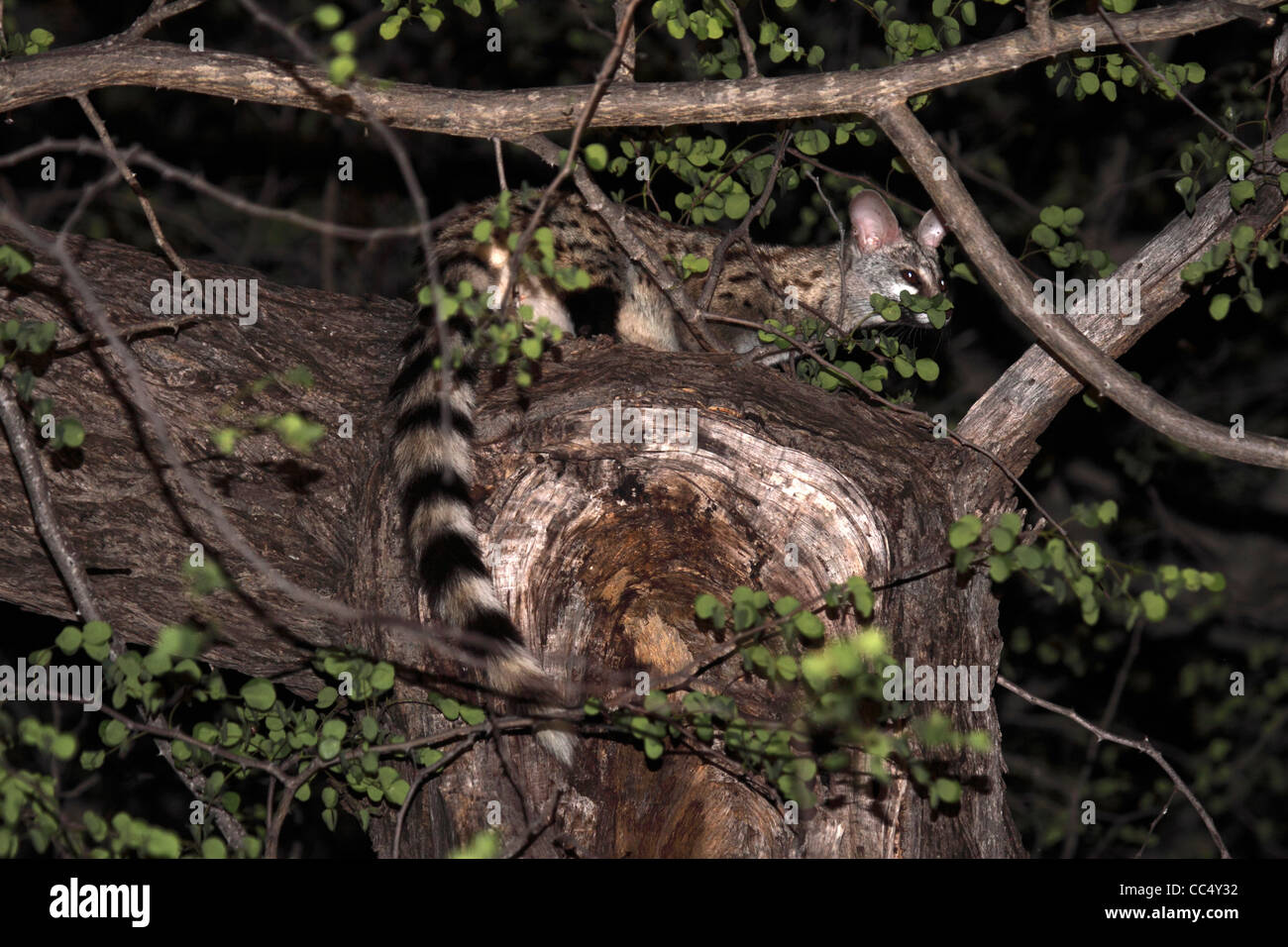 South African large spotted jenet in tree canopy Stock Photo