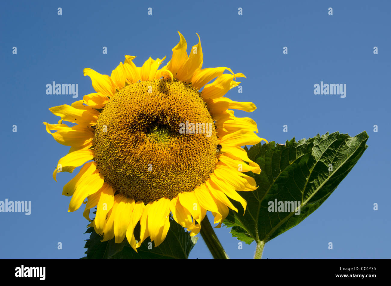 Ripe sunflower looks like sun on background of blue sky. Stock Photo