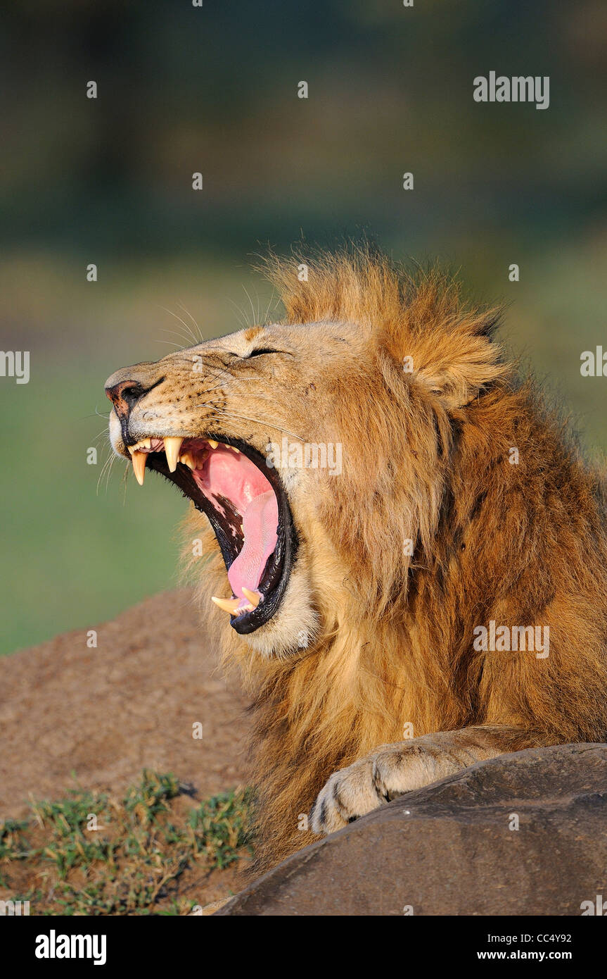Lion (Panthera leo) male yawning, Masai Mara, Kenya Stock Photo