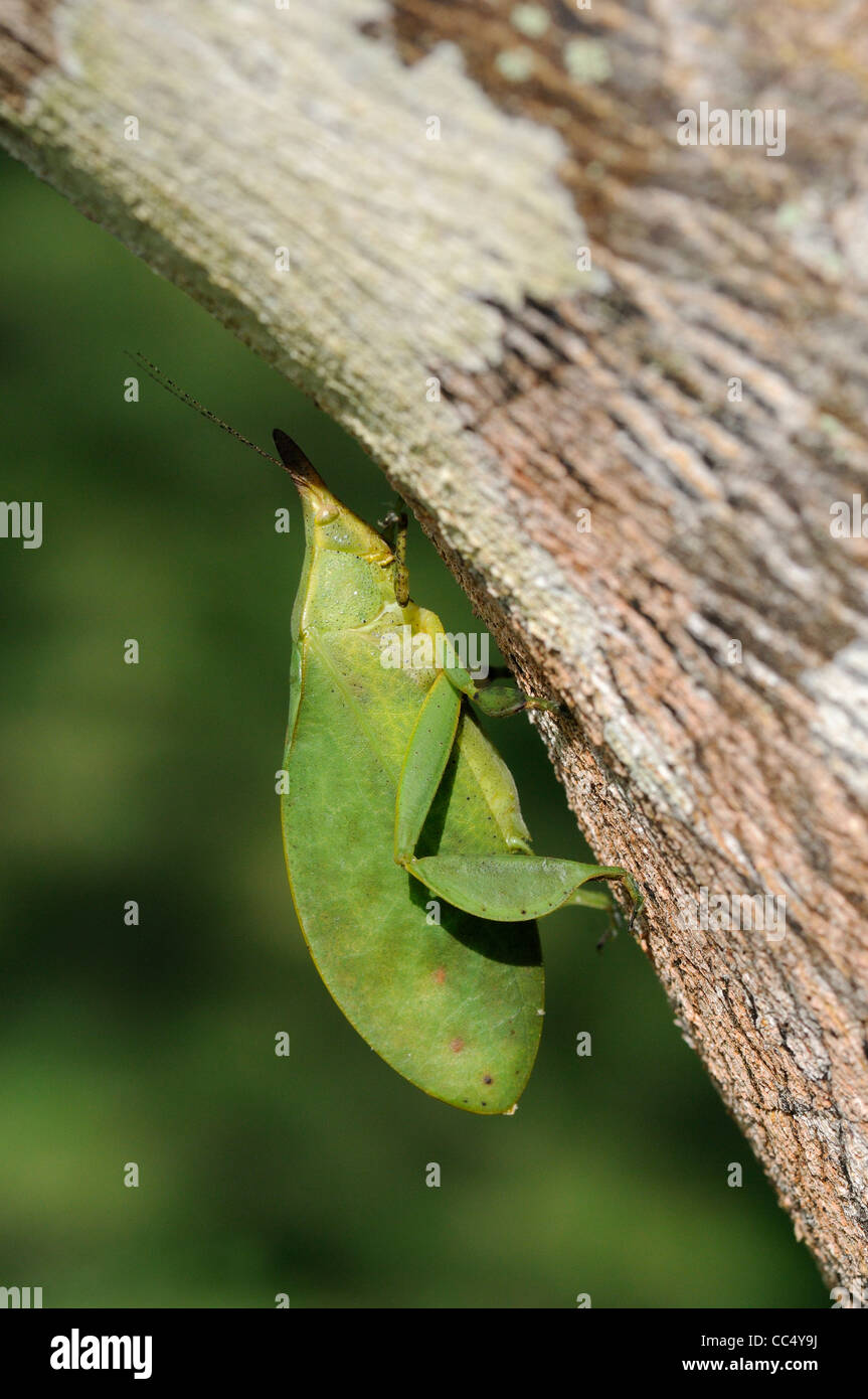 Leaf Katydid (Typophyllum species) at rest on tree trunk, Iwokrama rainforest, Guyana Stock Photo