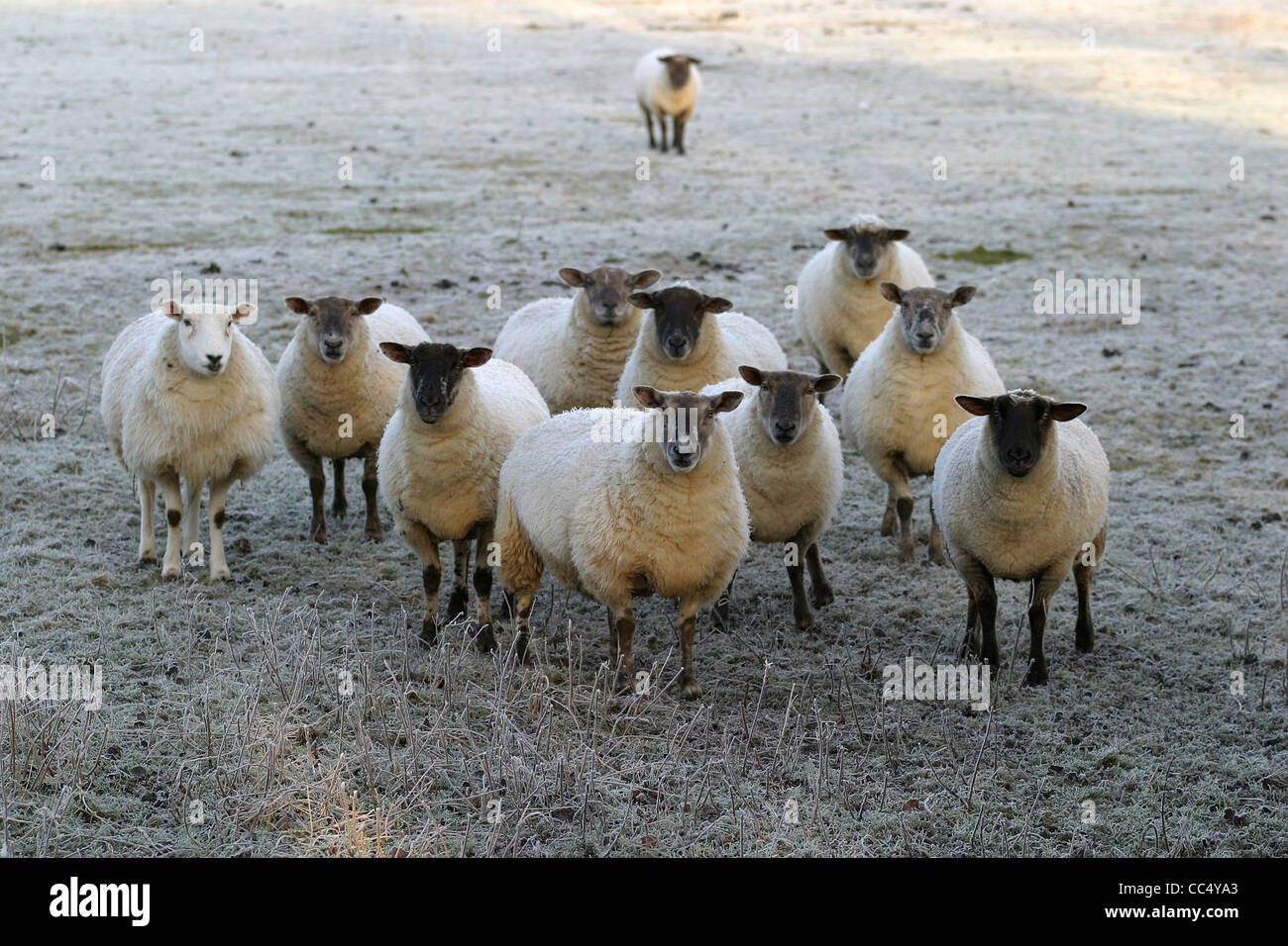Cotwolds sheep hi-res stock photography and images - Alamy