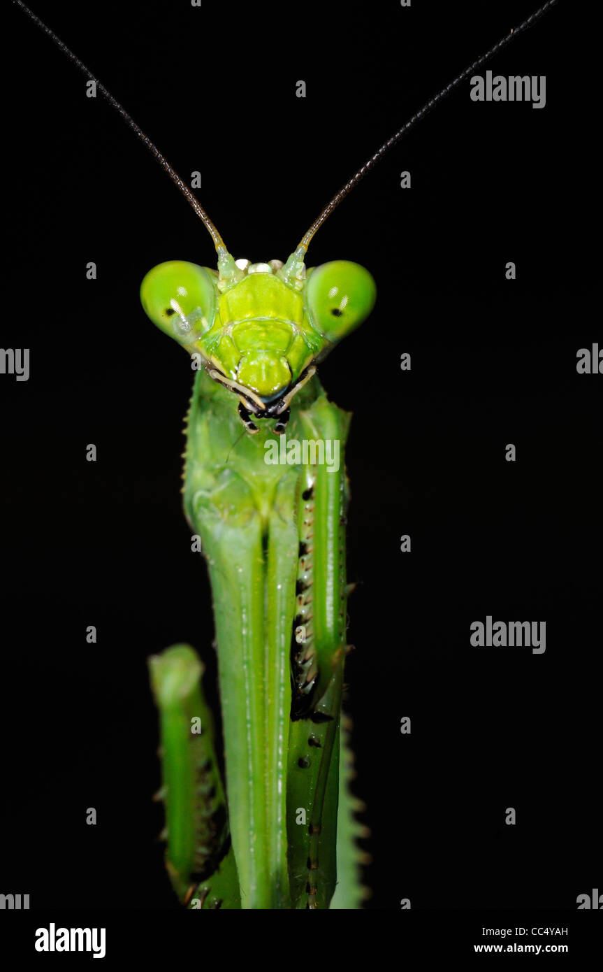 Praying Mantis (Stagmatoptera binotata) close-up of head, Iwokrama rainforest, Guyana Stock Photo