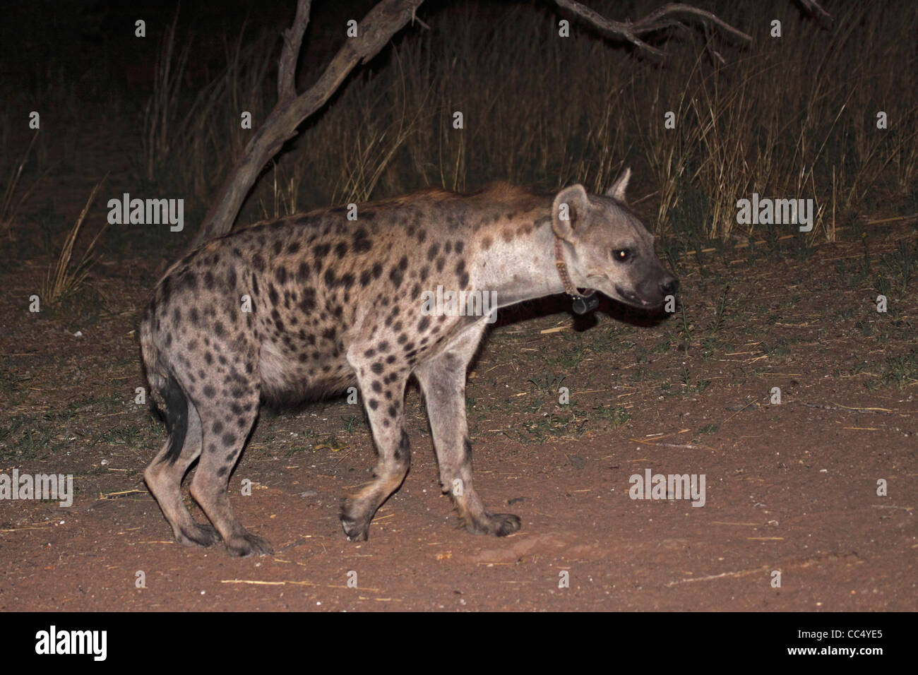 Spotted hyena at night with radio tracking collar Stock Photo