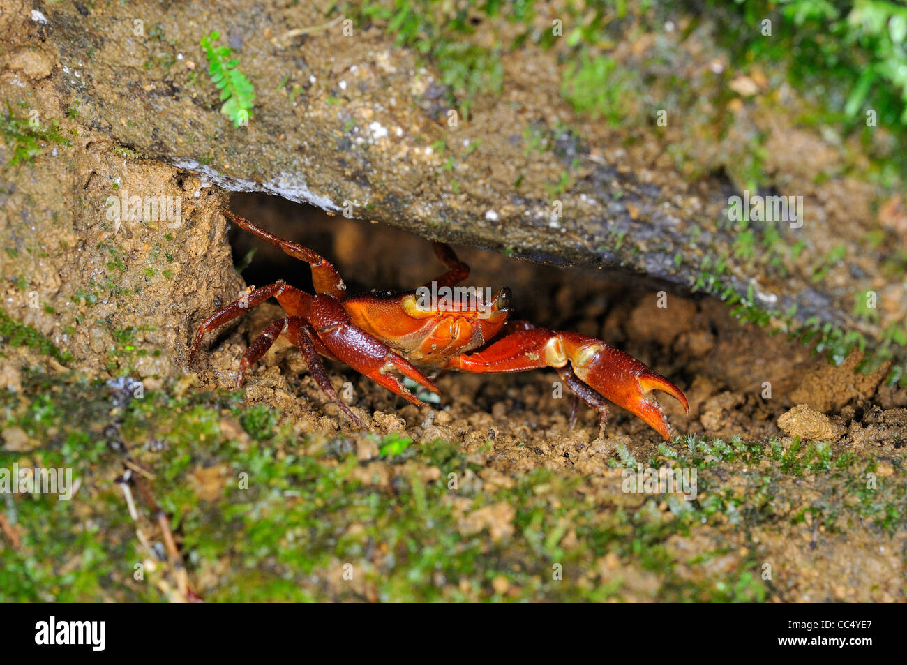 Trinidad Mountain Crab (Pseudotelphusa garmani) hiding in rock crevice