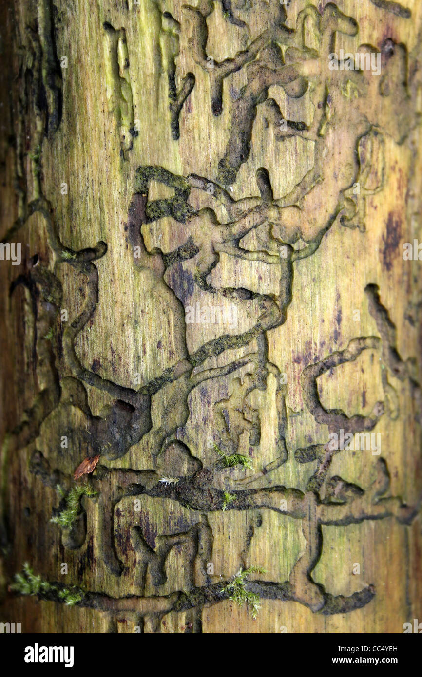 Pattern Caused By Bark Beetles Stock Photo
