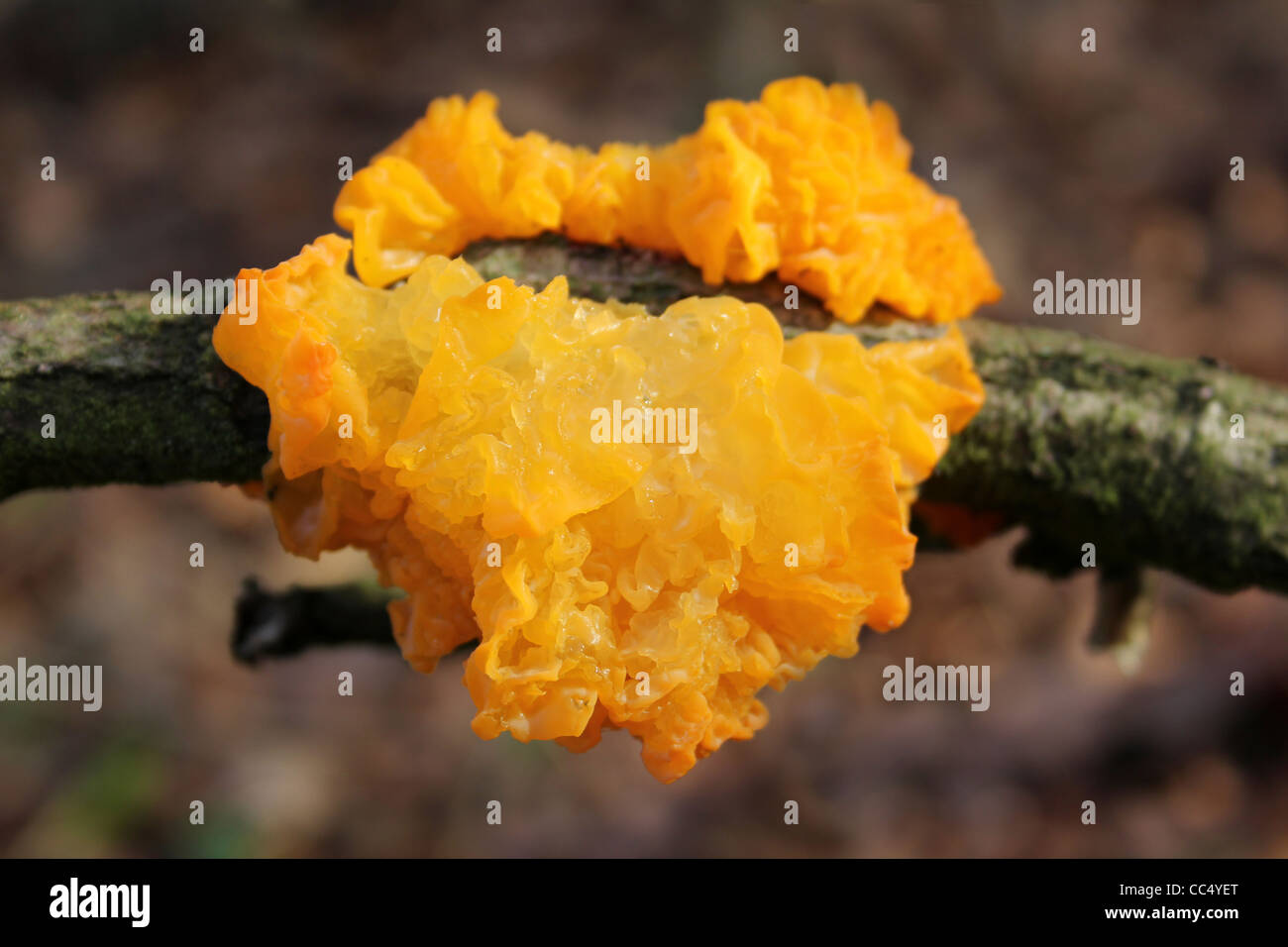 Yellow Brain Fungus Tremella mesenterica Stock Photo