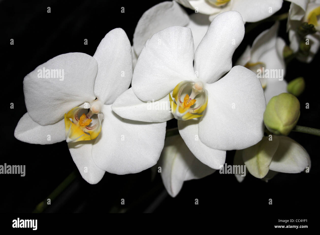White Phalaenopsis Orchid Stock Photo