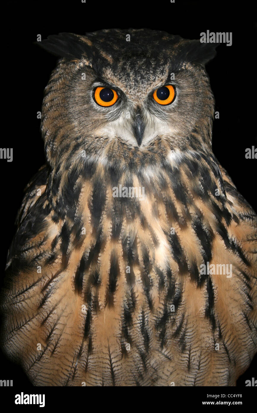 Captive European Eagle Owl Bubo bubo Stock Photo