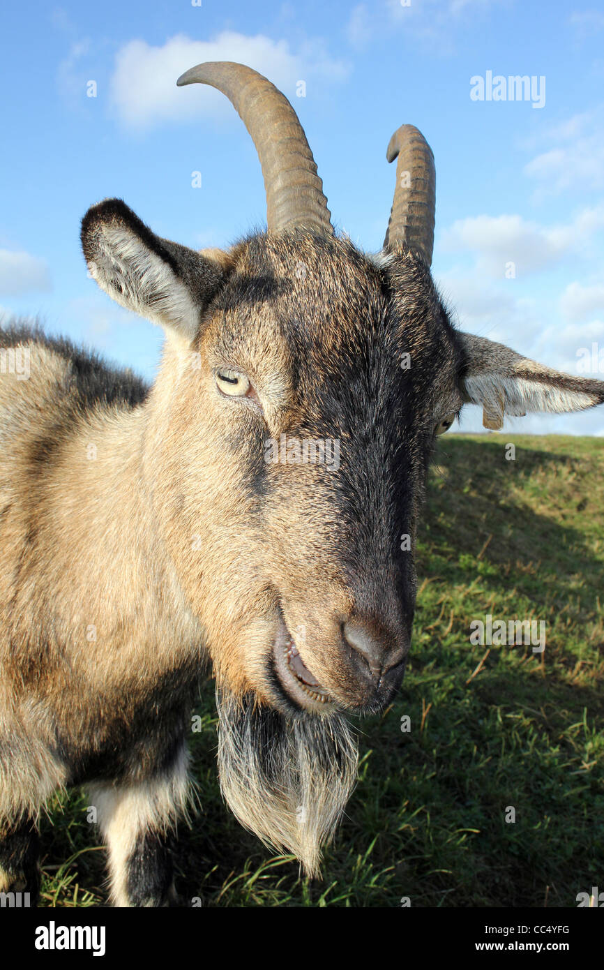 Billy Goat Stock Photo