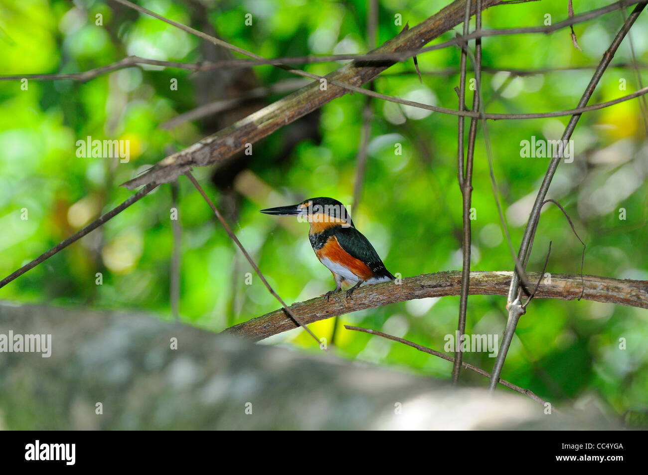 American Pygmy Kingfisher (Chloroceryle aenea) perched in undergrowth, Trinidad Stock Photo