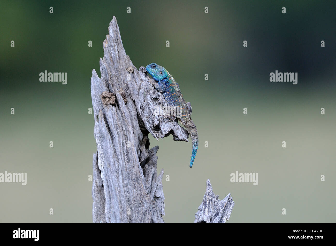 Southern Tree Agama (Acanthocercus atricollis) male at rest on tree stump, Masai Mara, Kenya Stock Photo