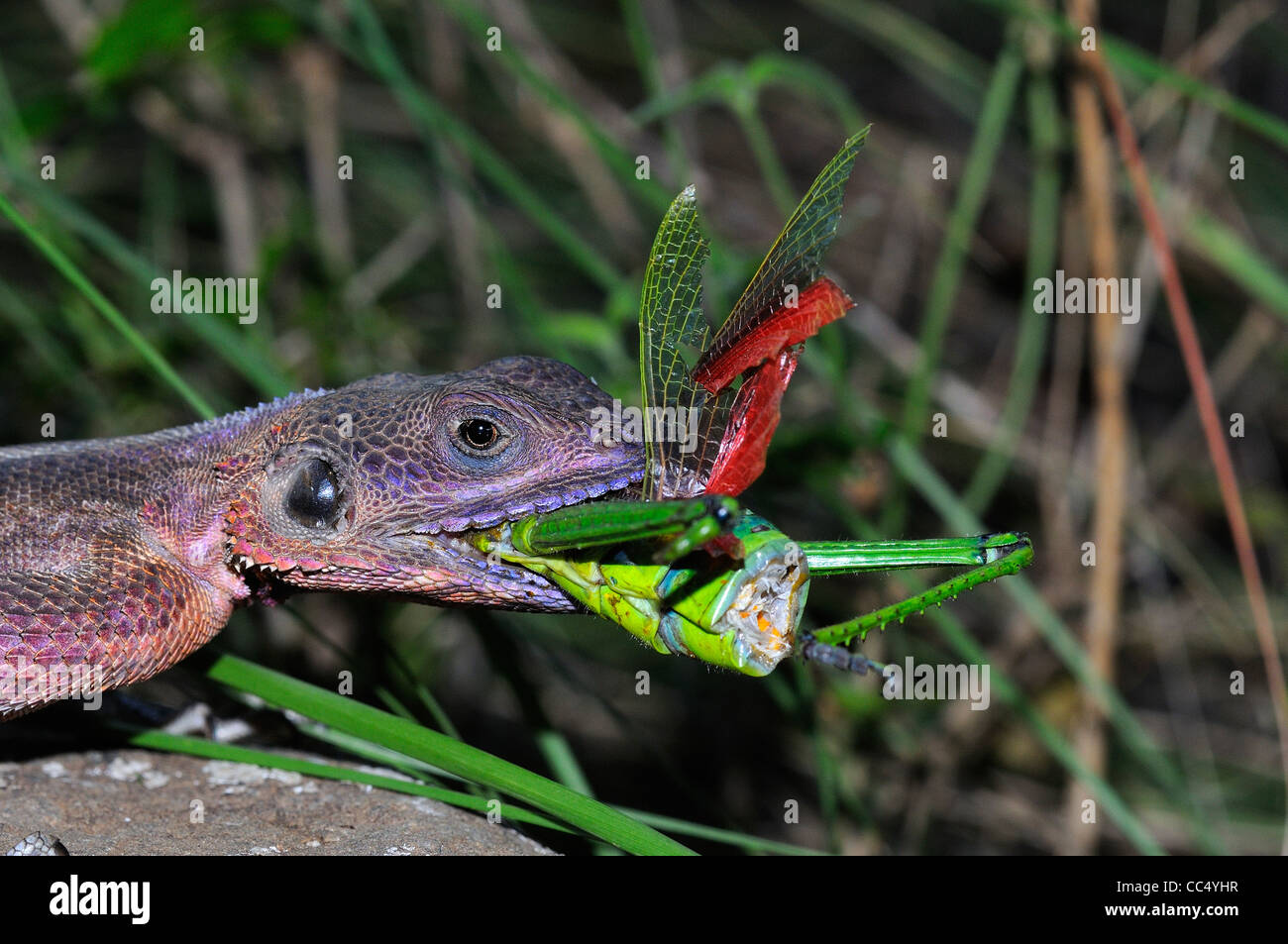 Lizard eating hires stock photography and images Alamy