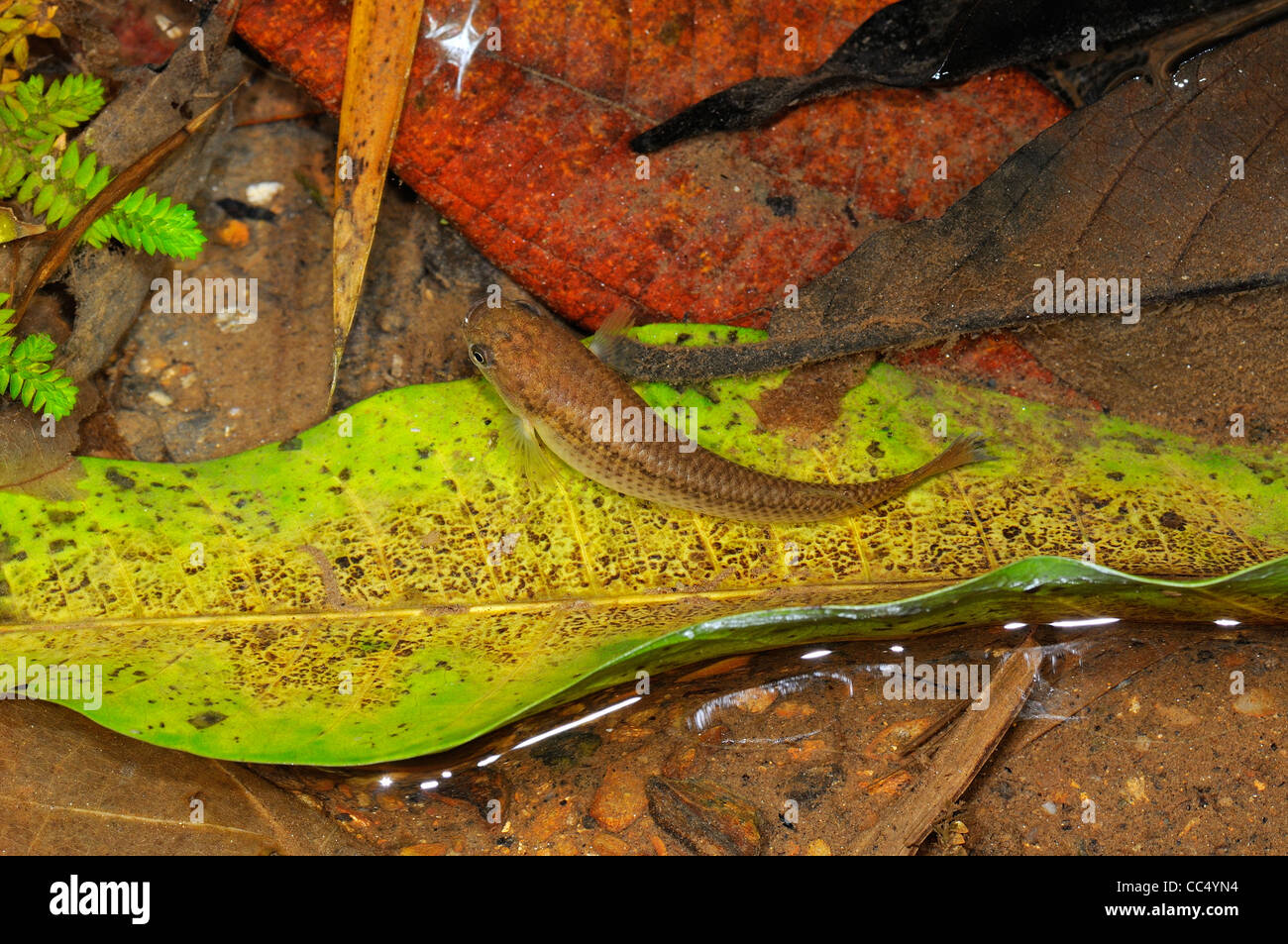 Hart's Rivulus or Jumping Guabine (Rivulus hartii) swimming amongst fallen leaves in shallow mountain stream, Trinidad Stock Photo