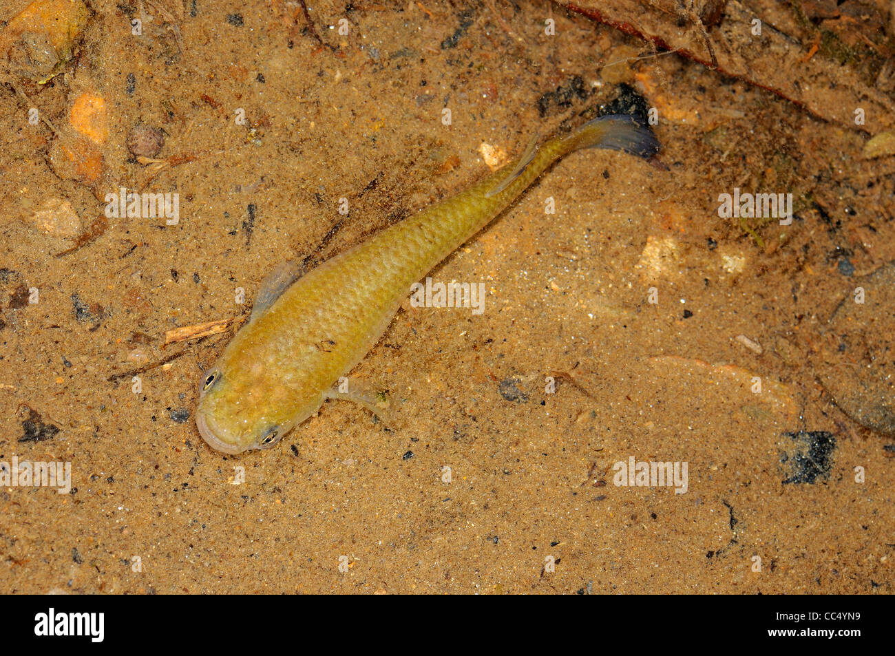 Hart's Rivulus or Jumping Guabine (Rivulus hartii) swimming in shallow mountain stream, Trinidad Stock Photo