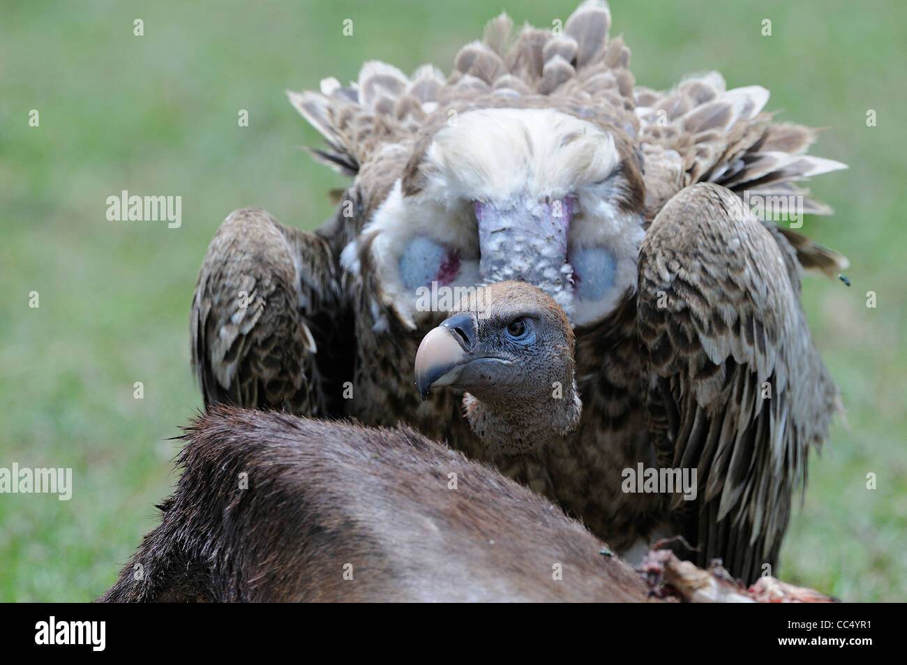 Ruppell's Vulture (Gyps rueppellii) adult at animal carcass, Masai Mara, Kenya Stock Photo