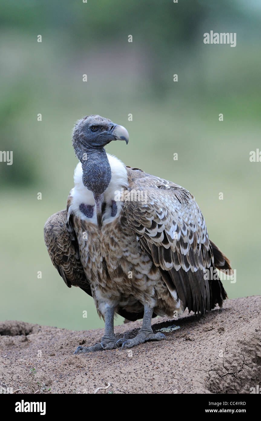 Ruppell's Vulture (Gyps rueppellii) adult standing on rock, Masai Mara, Kenya Stock Photo