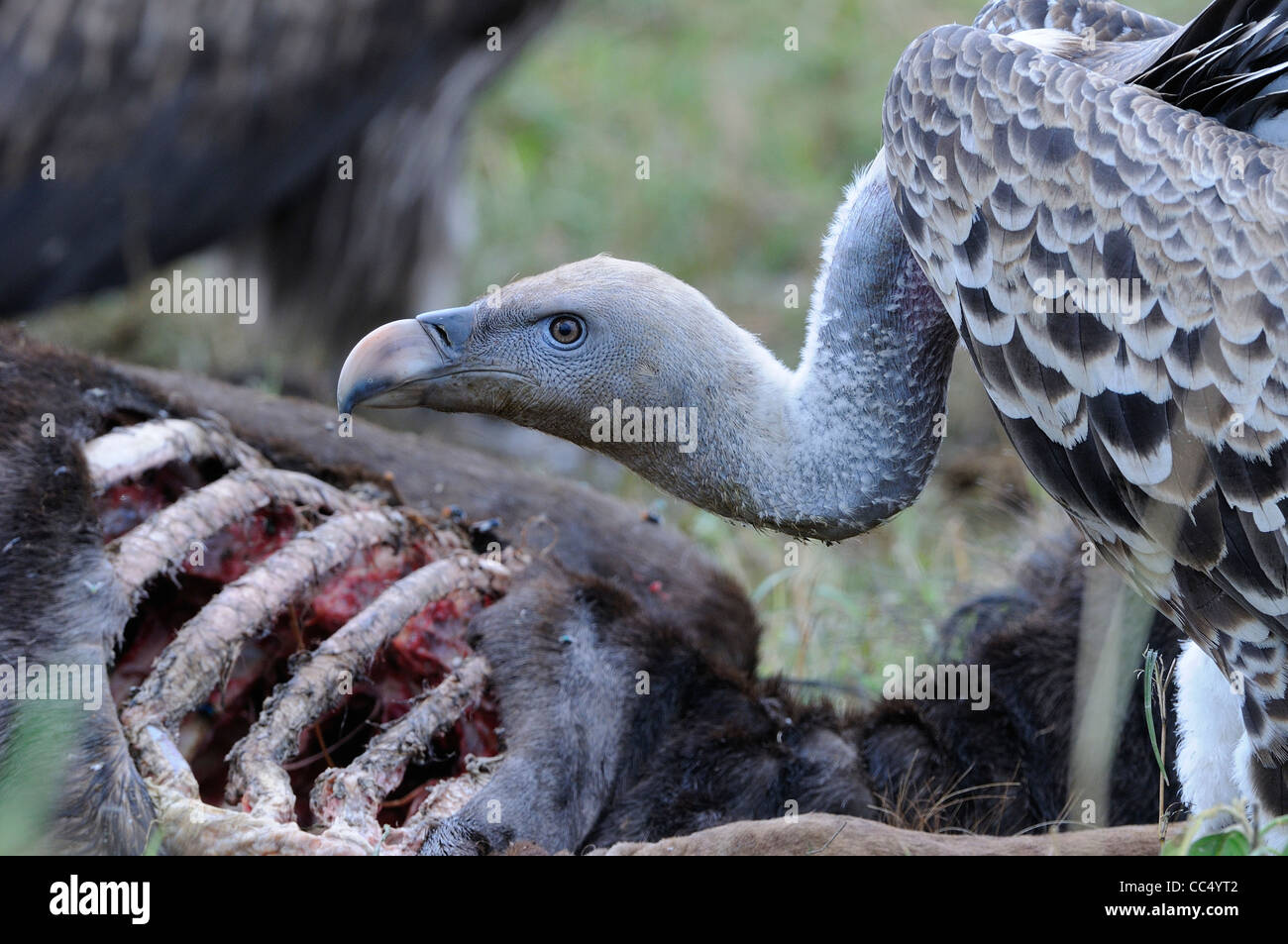 Ruppell's Vulture (Gyps rueppellii) adult feeding at animal carcass, Masai Mara, Kenya Stock Photo