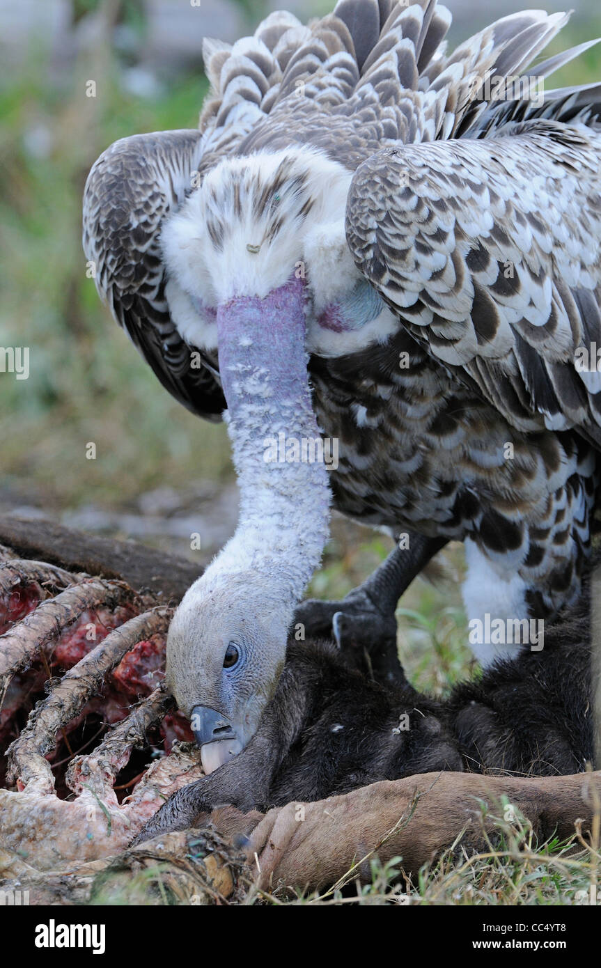 Ruppell's Vulture (Gyps rueppellii) adult feeding in animal carcass, Masai Mara, Kenya Stock Photo