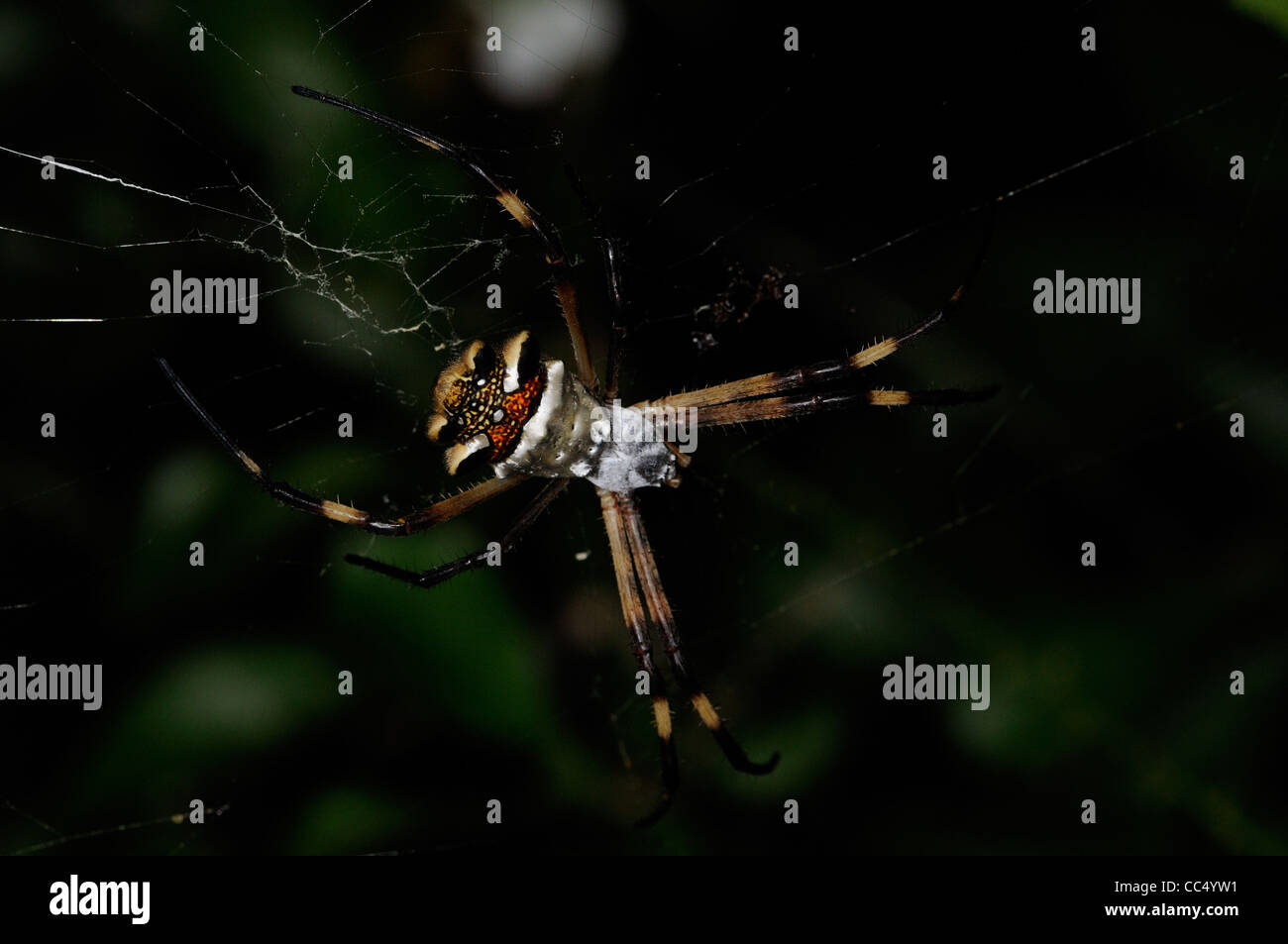 Silver Argiope Spider (Argiope argentata) at rest in web, Rupununi, Guyana Stock Photo