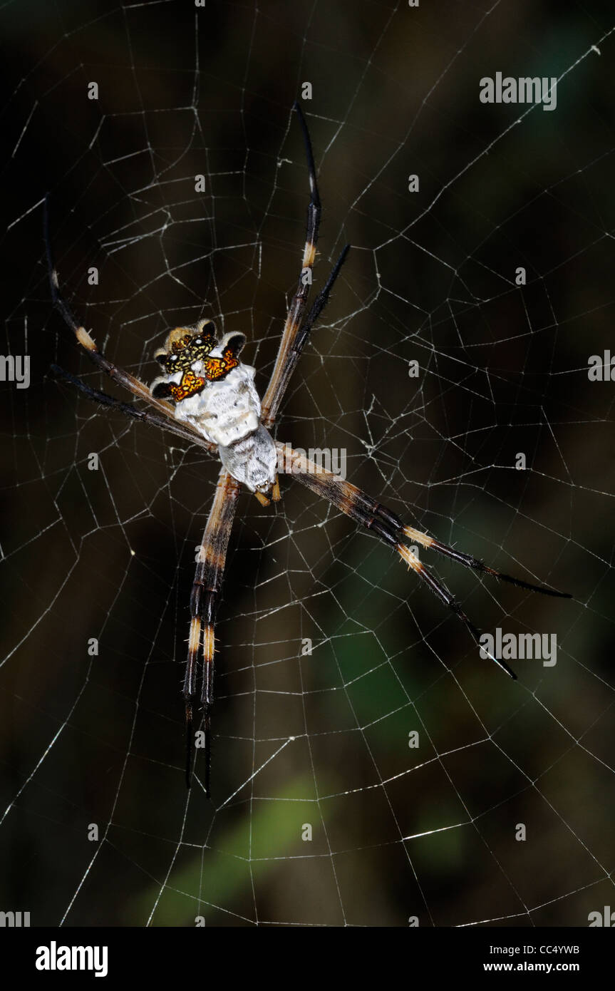 Silver Argiope Spider (Argiope argentata) at rest in web, Rupununi, Guyana Stock Photo