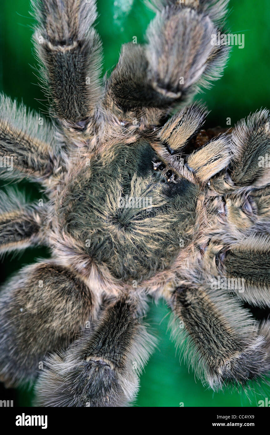 Common Pinktoe Tarantula Spider (Avicularia avicularia) closeup view from above, Trinidad Stock