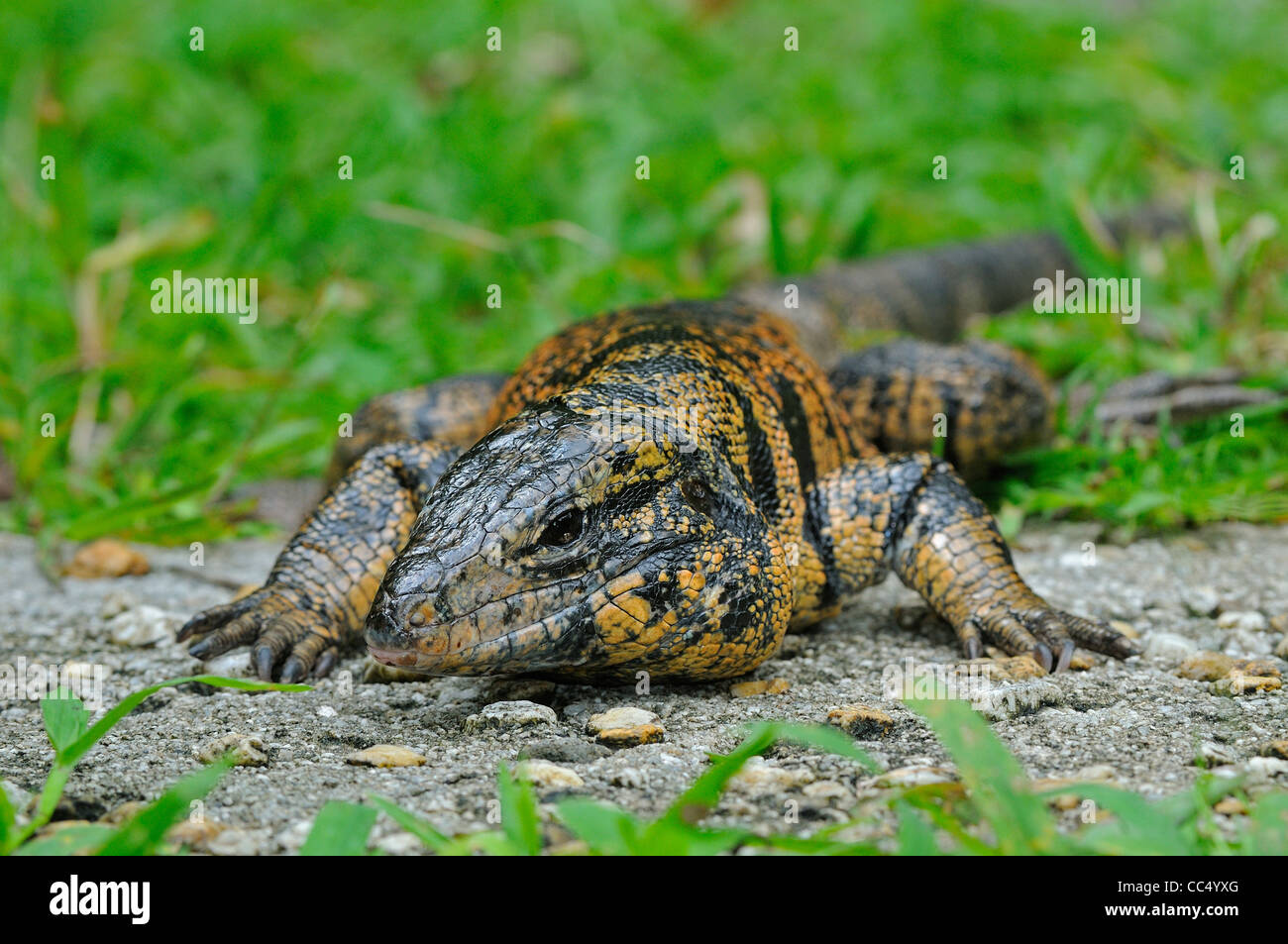 Common Tegu Lizard (Tupinambis teguxin) at rest on ground, Trinidad Stock Photo