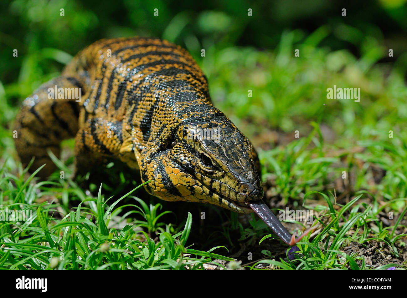 Tegu lizard hires stock photography and images Alamy