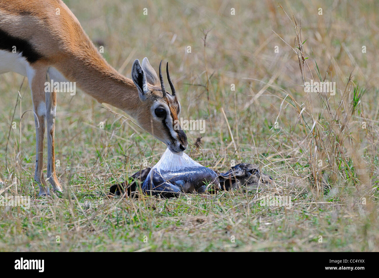Thomson's Gazelle (Gazella rufifrons) mother removing foetal sac from newly born baby, Masai Mara, Kenya Stock Photo