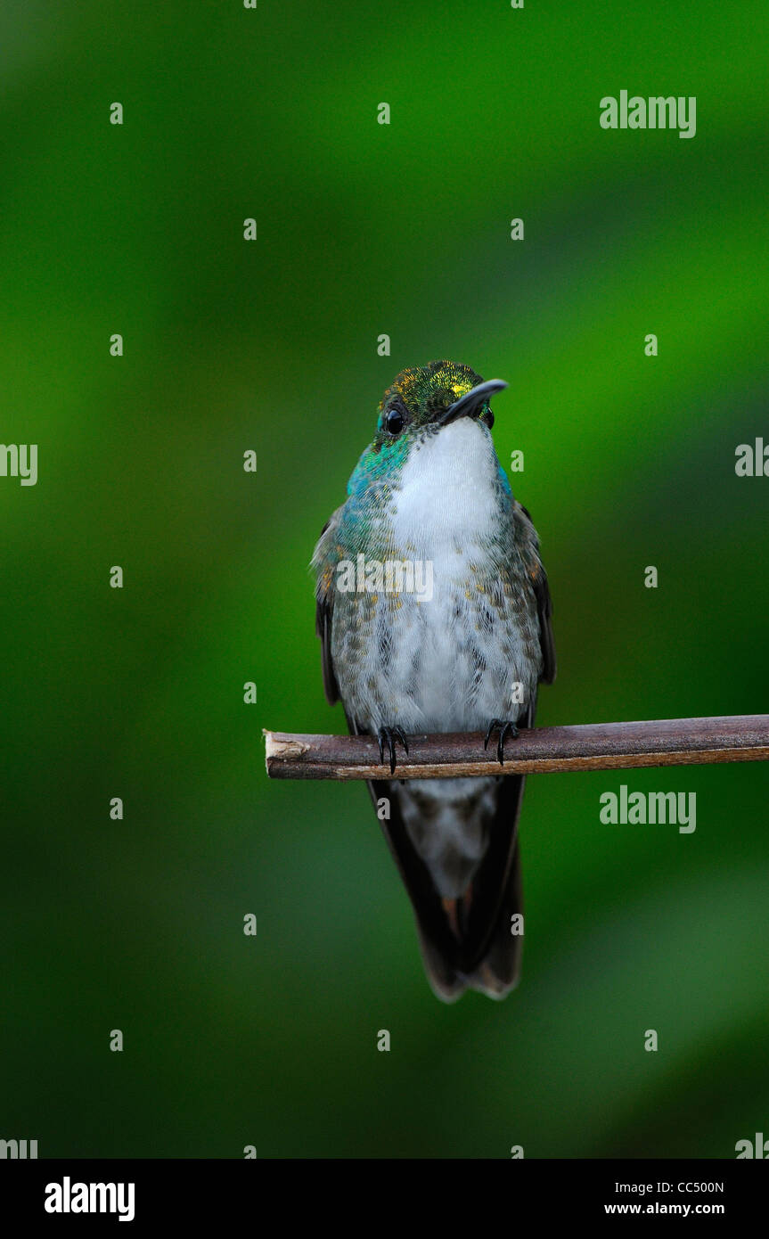 White-chested Emerald Hummingbird (Amazilia brevirostris) perched on twig, Trinidad Stock Photo