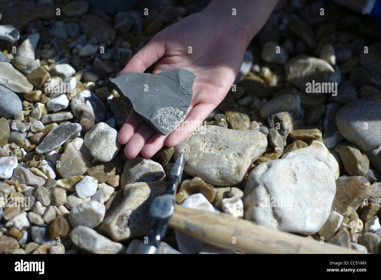 Fossil Hunting on the Jurassic Coast world Heritage site. Charmouth Dorset England Stock Photo