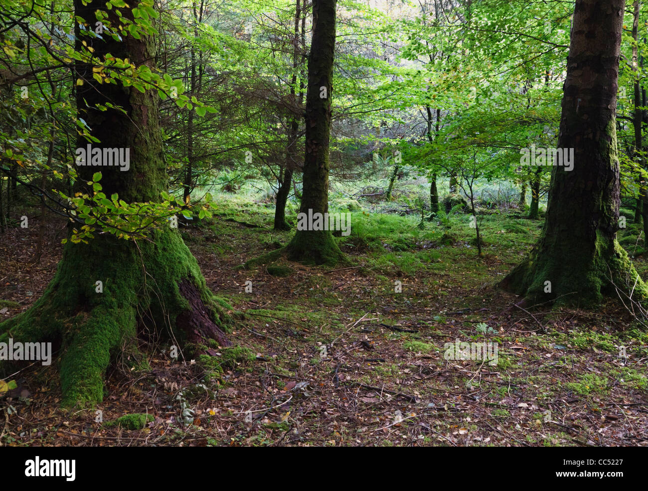 Woodland scene with old moss laden trees in Gougane Barra Forest Park, County Cork, Republic of Ireland. Stock Photo