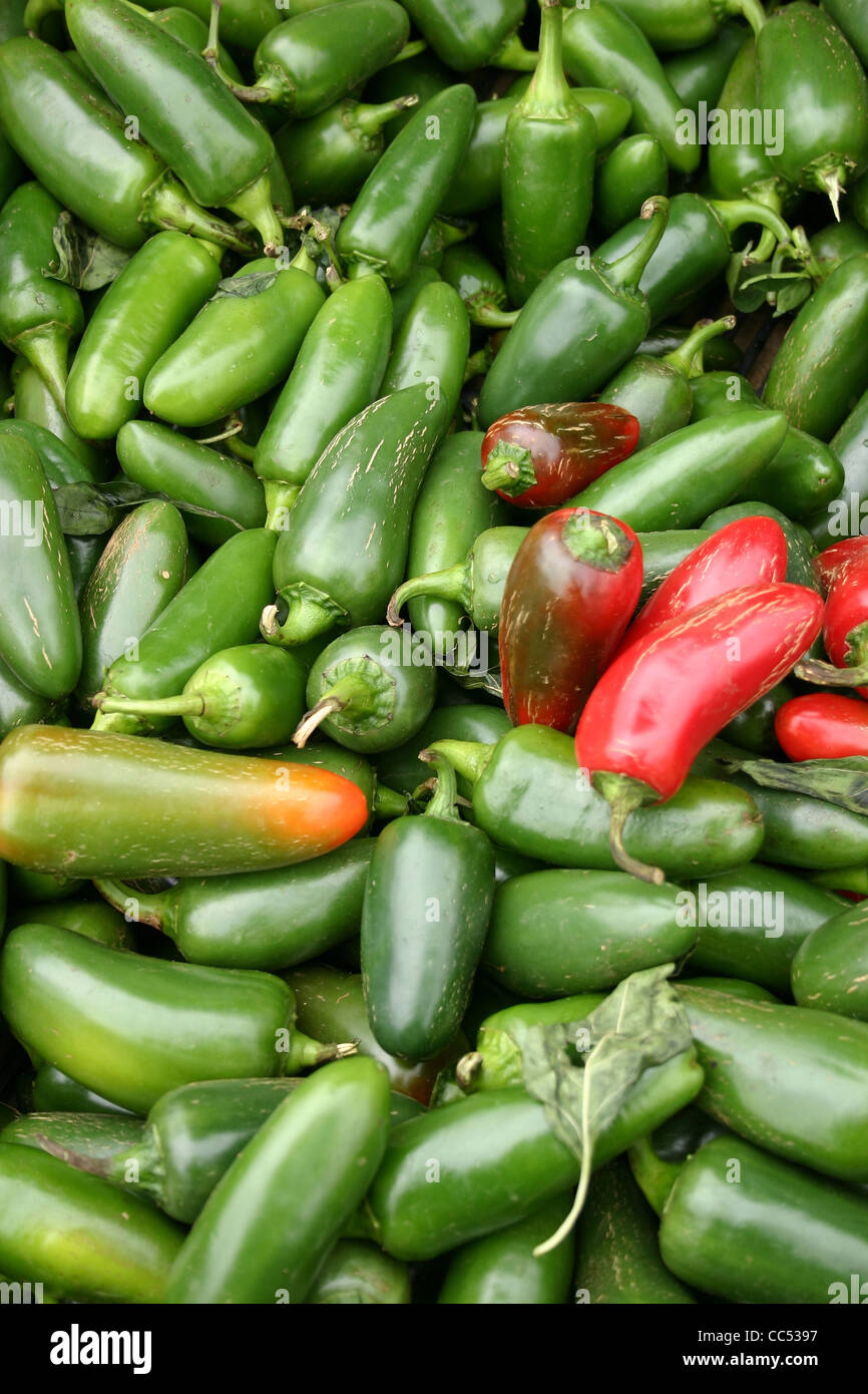 A large group of pretty Jalapeno peppers Stock Photo