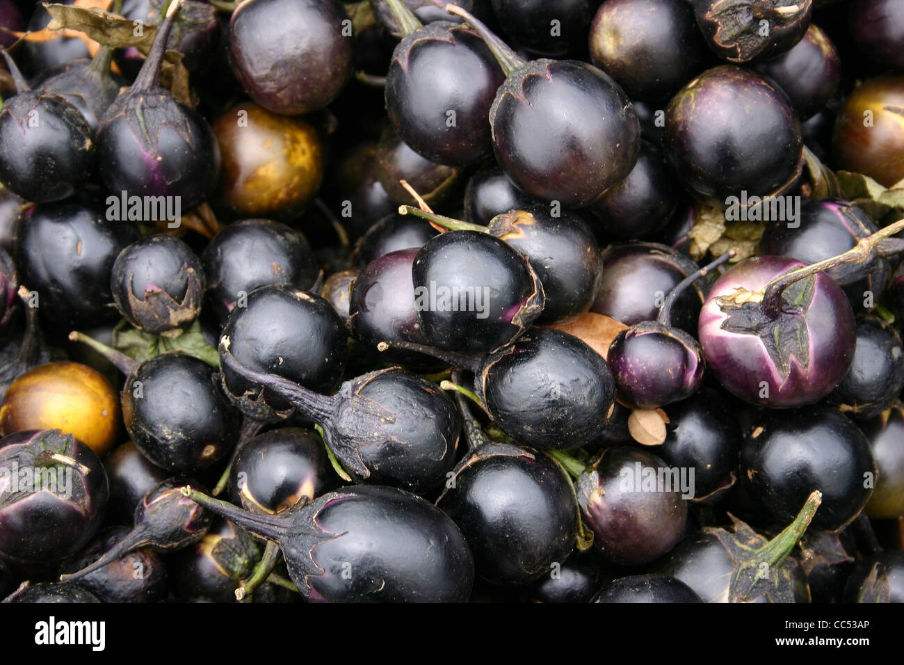 A large group of pretty Indian Eggplant Stock Photo