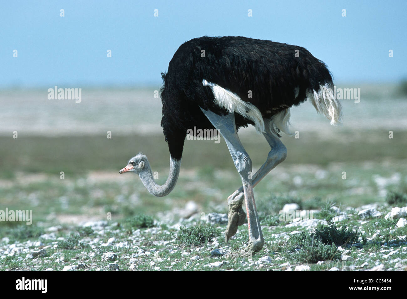 Ostrich face down hotsell