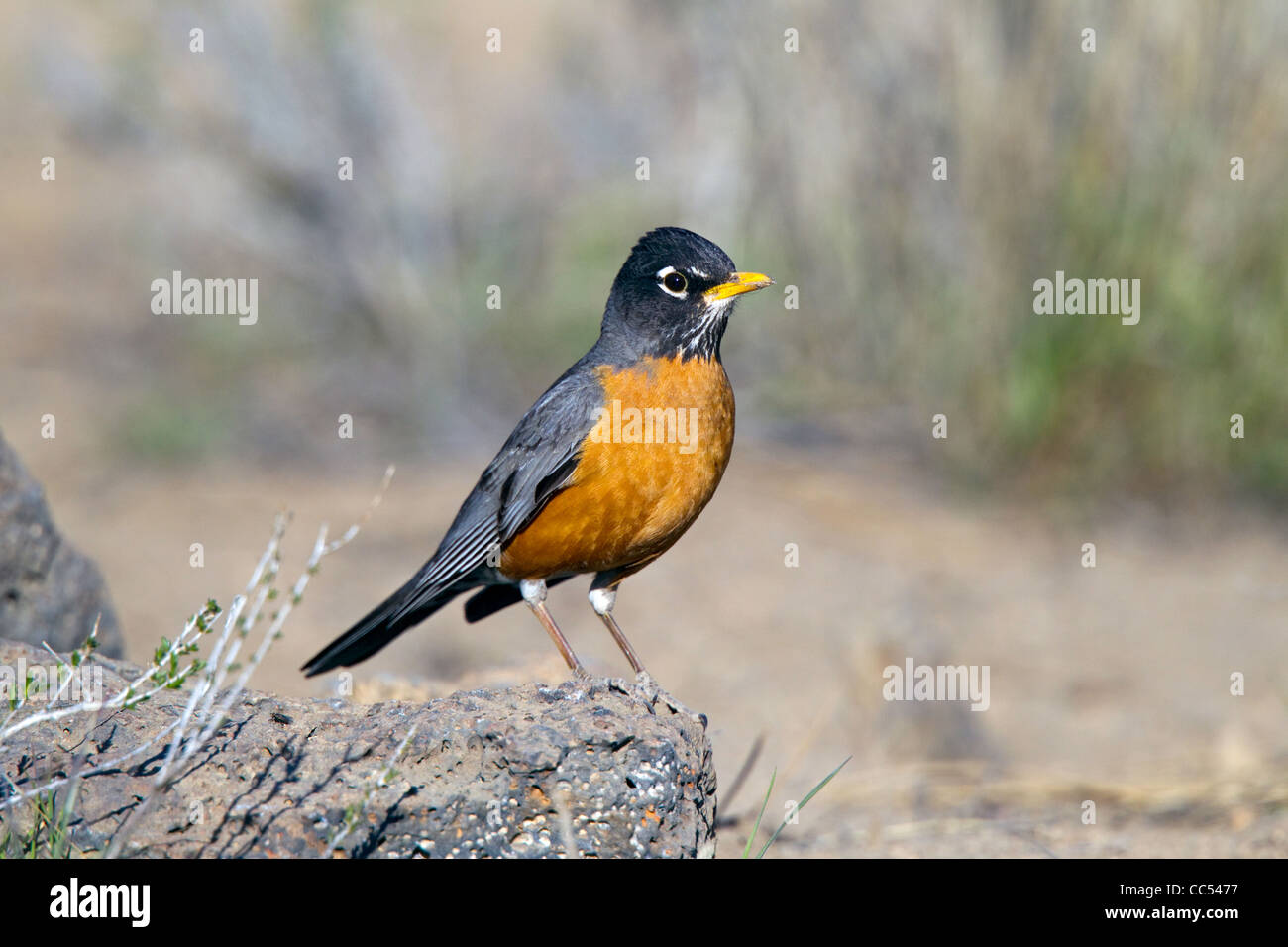 American Robin Turdus Migratorius Cabin Lake Oregon United