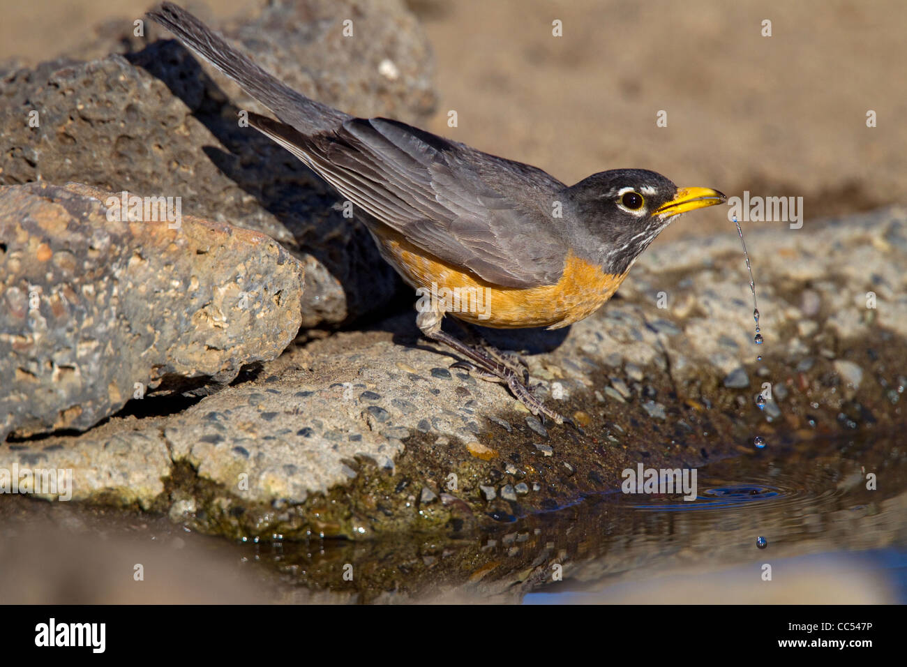 American Robin Turdus Migratorius Cabin Lake Oregon United