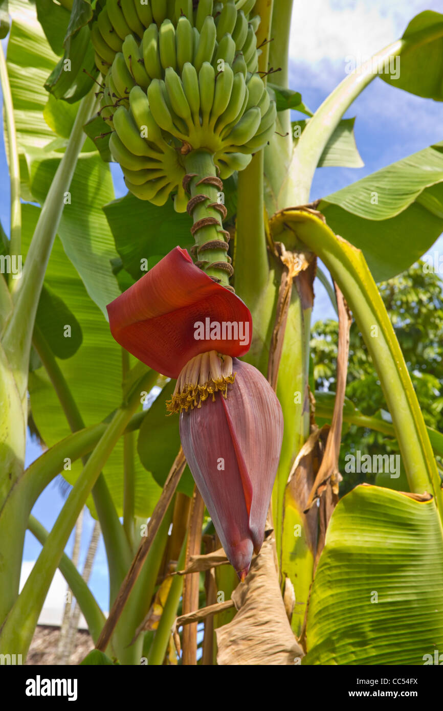 Banana Plant In Bloom With Bananas Stock Photo Alamy,Farmhouse Country Kitchen Designs With Islands