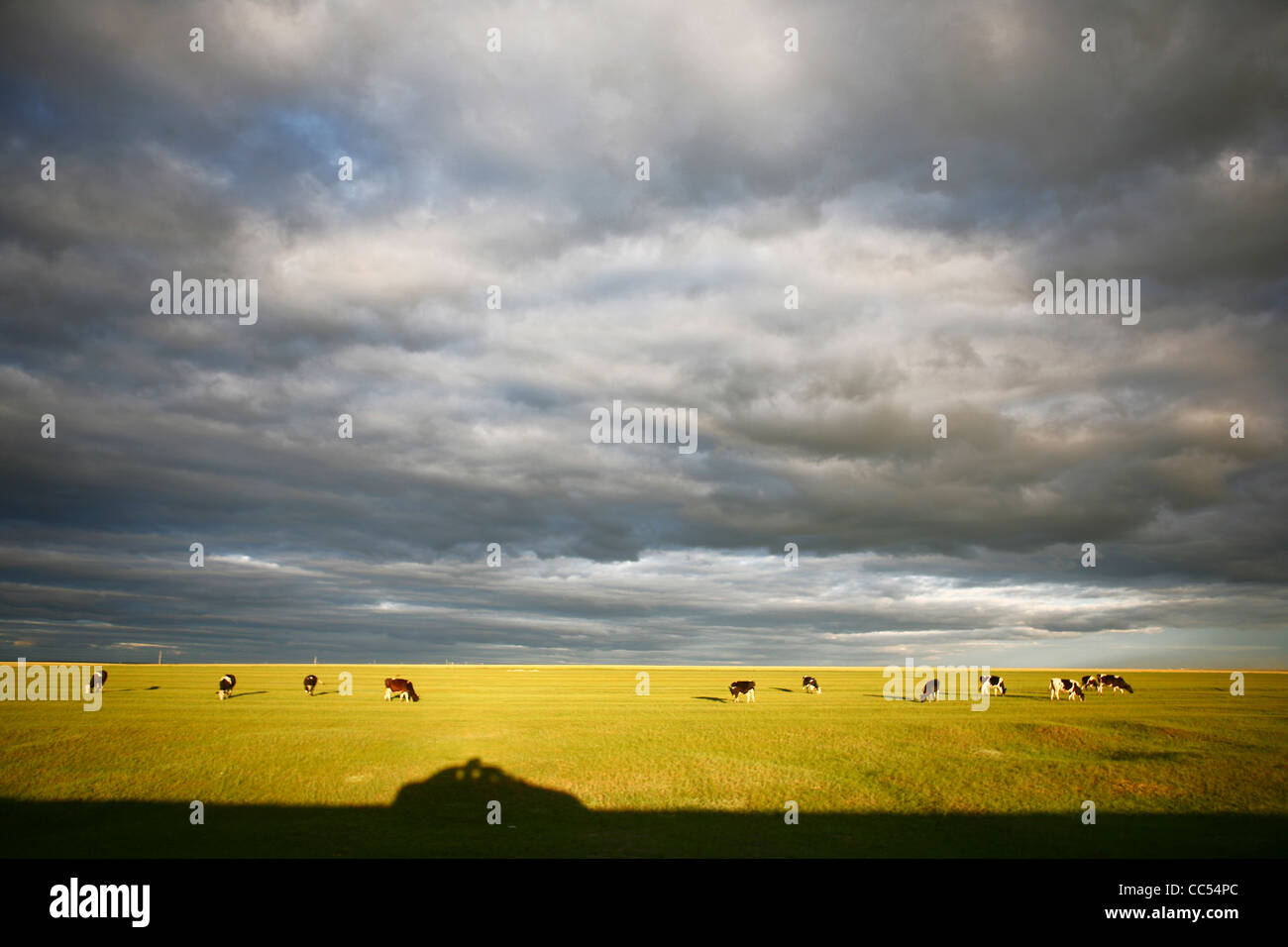 Free grazing milch cow, Jinzhanghan Mongolian Tribe, Hulun Buir Grassland, Manzhouli, Hulunbuir, Inner Mongolia, China Stock Photo